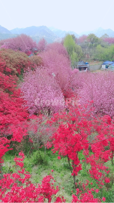 벚꽃,왕벚꽃,전주완산공원,꽃,완산공원