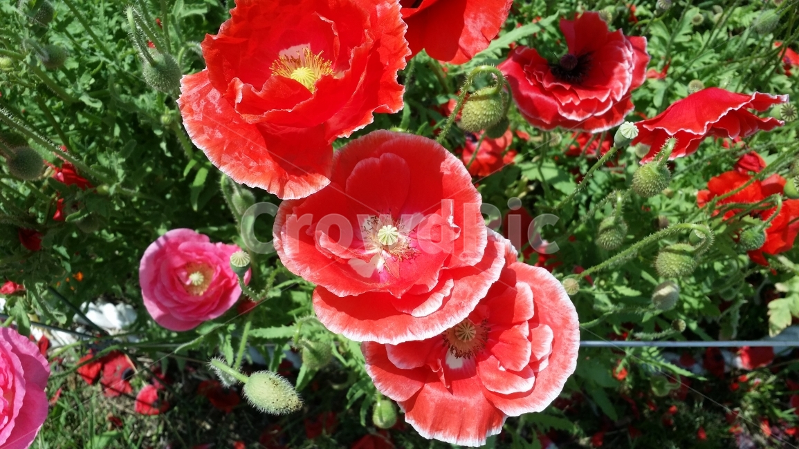 꽃,양귀비,자연풍경,자연,감성사진,예쁜사진,식물,자연,plants,nature,꽃,flower