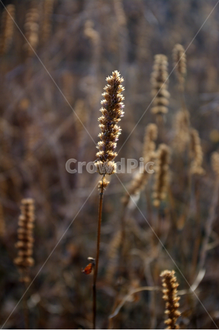 자연,nature,식물,plant,잡초,식물,자연,plants,nature