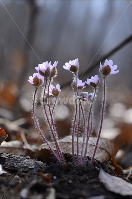 봄,꽃,봄꽃,노루귀,야생화,spring,flower,closeup,접사,근접촬영,봄,계절,spring,season,식물,자연,plants,nature,꽃,flower,ice,빙,outdoors,옥외