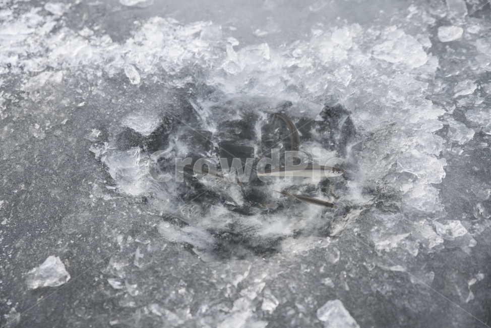 겨울,낚시,빙어,빙어낚시,저수지,겨울,계절,winter,season,동물,animal,어류,물고기,fish