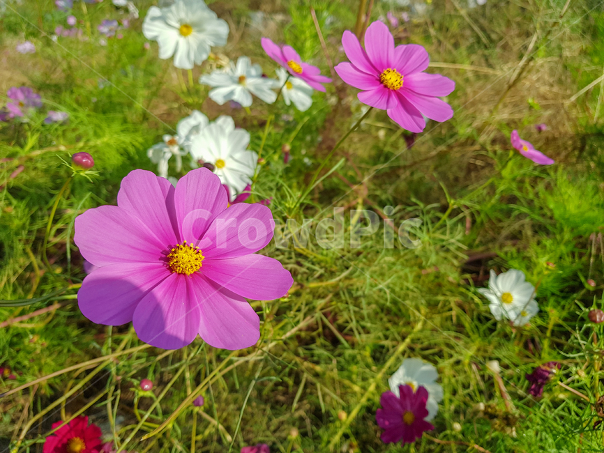 코스모스,cosmosflower,코스모스꽃,flower,꽃,plant,식물,blossom,식물,자연,plants,nature,꽃,flower