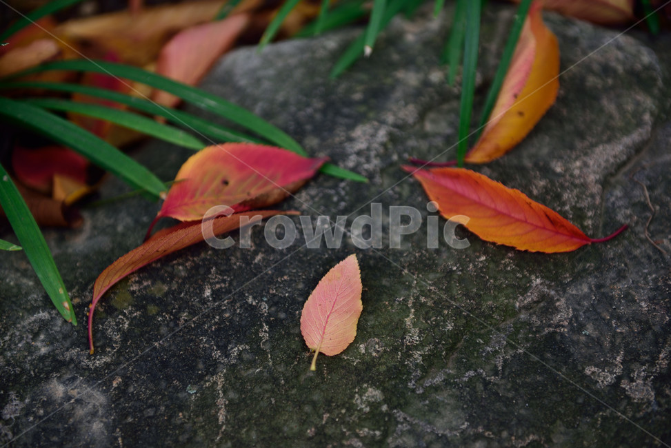가을,낙엽,leaf,잎,plant,식물,가을,계절,fall,autumn,season