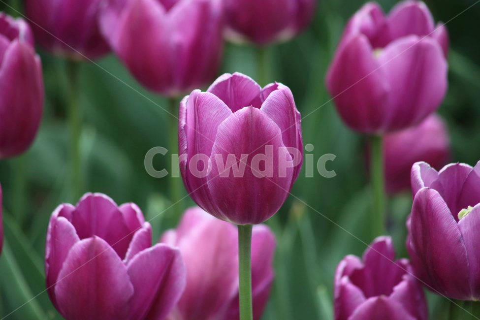 튤립,꽃,구근초,백합과,tulip