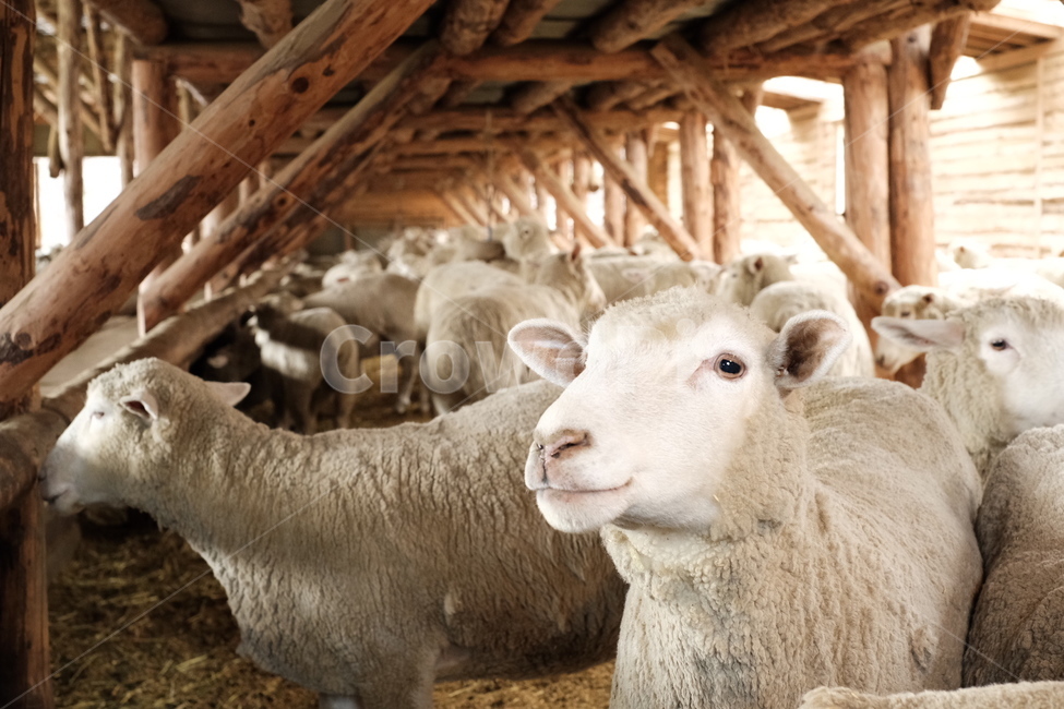 양,양떼목장,대관령,동물,목장,동물,animal,포유류,mammal,산업,industry,industrial,목축업,목장,livestock farming,ranching,pasture