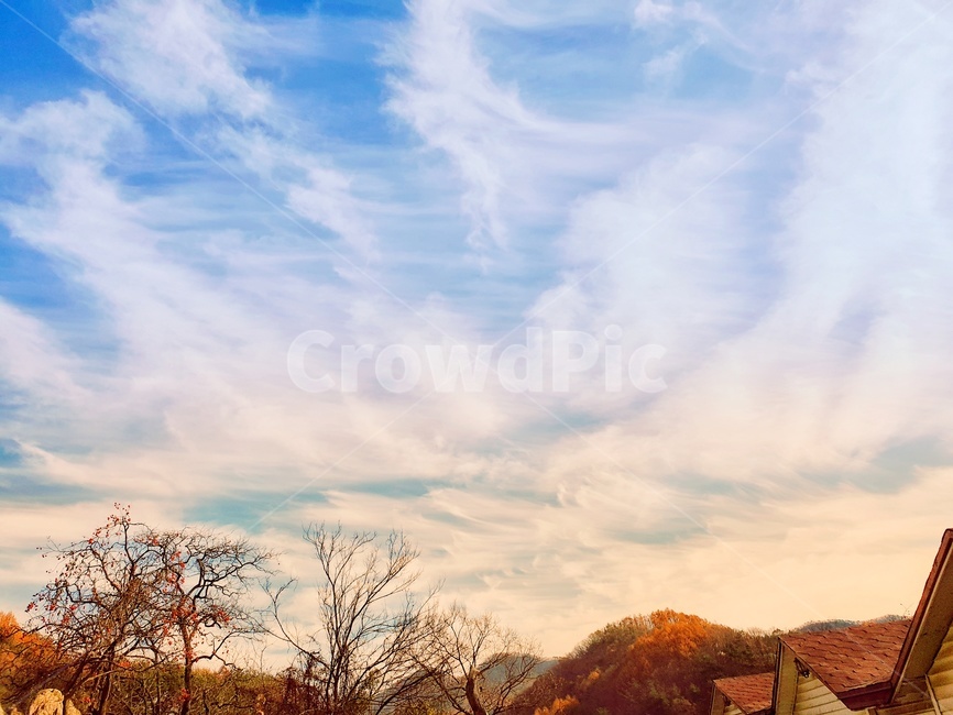 nature,outdoors,옥외,자연,풍경,한국자연풍경,감나무,하늘,구름,cloud,tree,나무,계절,sky