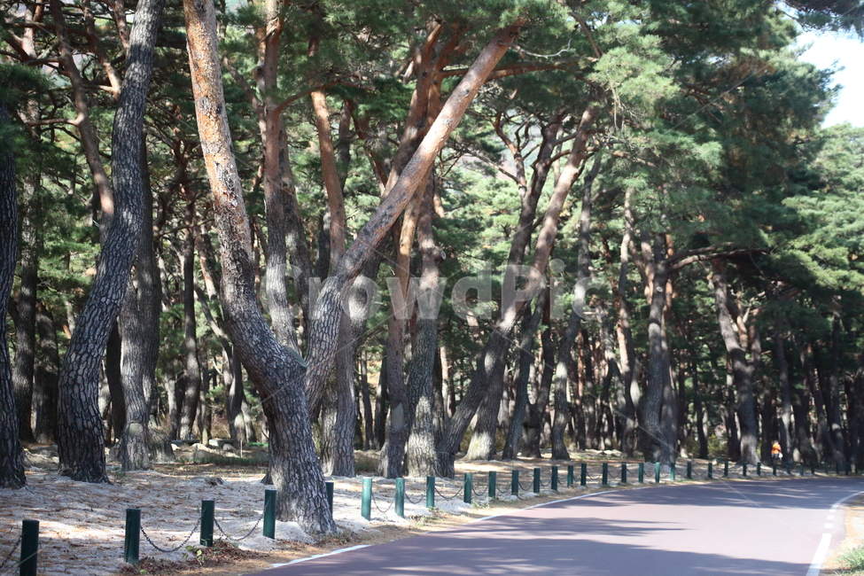 솔밭길,소나무,노송,pine,오솔길,가을,계절,fall,autumn,season,식물,자연,plants,nature,나무,trees,wood,tree,plant,tree trunk,나무 줄기