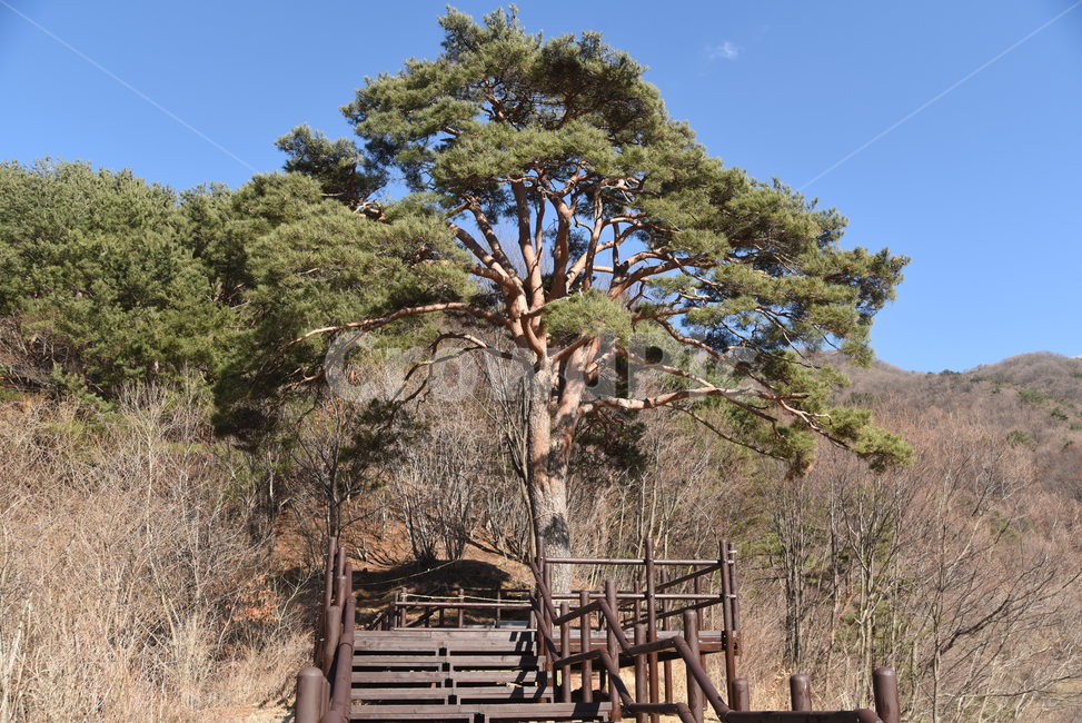 지리산,뱀사골,천년송,명품소나무,와운리,국립공원,천년기념물,신목,소나무,나무