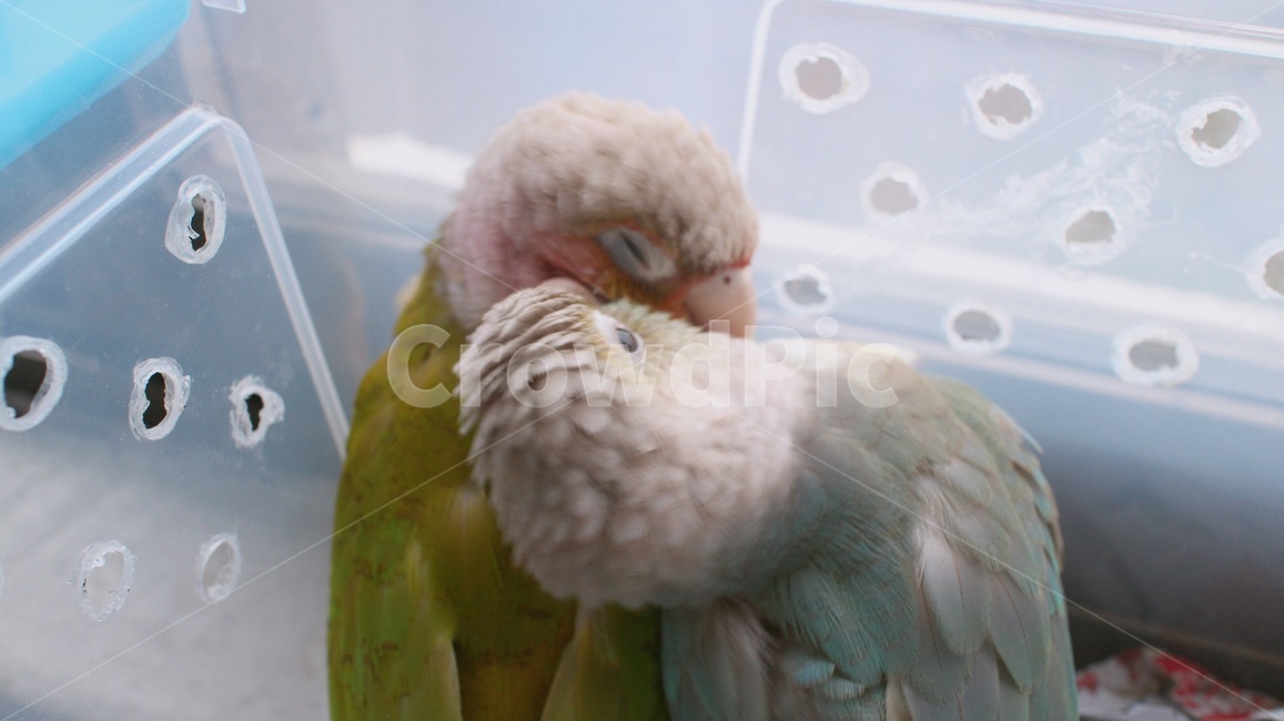 반려동물,애완동물,앵무새,새,동물,코뉴어,parrot,bird,animal