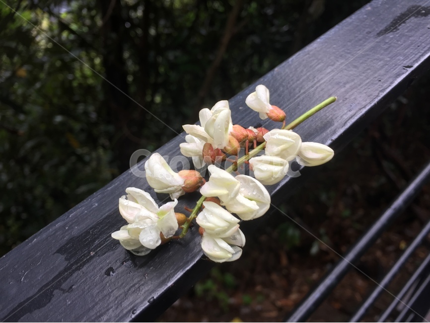 아카시아꽃,아카시아,꽃,흰꽃,하얀꽃,식물,자연,plants,nature,꽃,flower