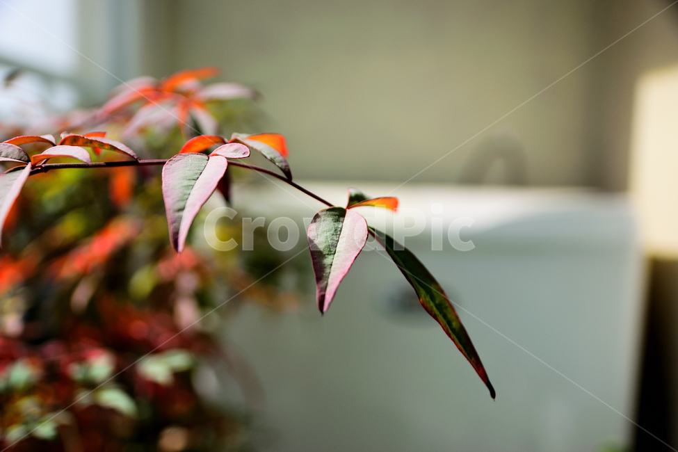 식물,빛,분위기,감성,붉음,혼합,복합,식물,자연,plants,nature