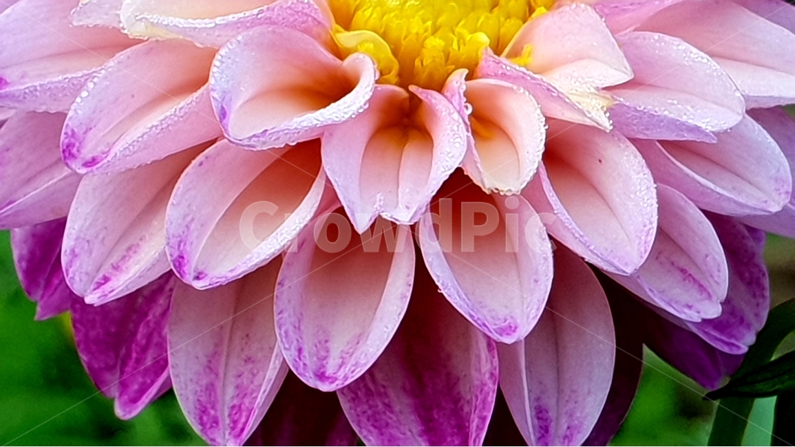 다알리아꽃,여름,꽃잎,분홍색,자연,식물,겹꽃,natural,dahliaflowers,pink,backgroundimage,배경,배경이미지,배경화면,색감,바탕,텍스쳐,질감,패턴,이미지,식물,자연,plants,nature,꽃,flower