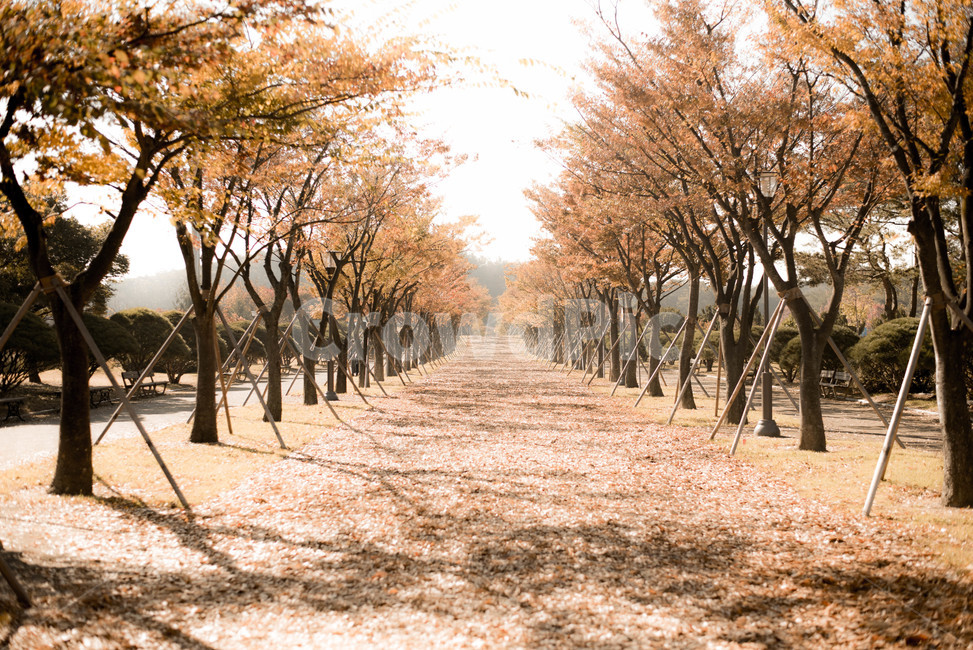 가을,은행나무,은행나무숲,가을햇살,브라운,가을,계절,fall,autumn,season,자연,풍경,nature,landscape,감성,sensible,feeling,휴식,힐링,rest,relaxation,healing,tree,나무,plant,식물,maple,단풍