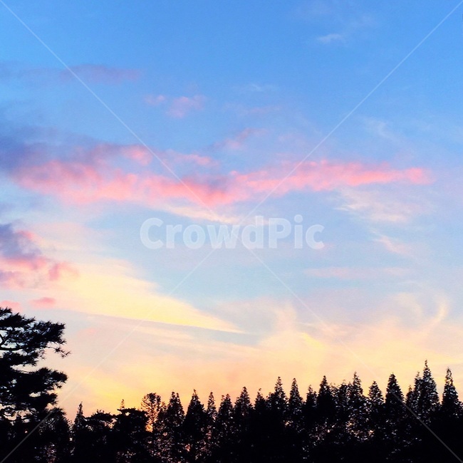 나무,tree,식물,plant,자연,nature,하늘,sky,하트