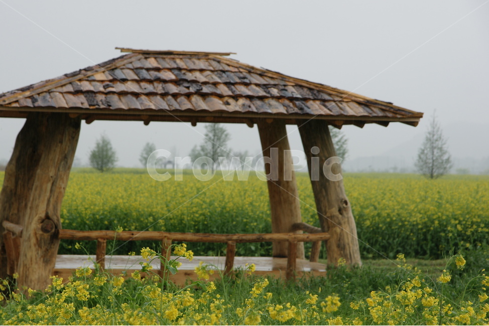 spring flowers,shelter,hut,sight,rape flower
