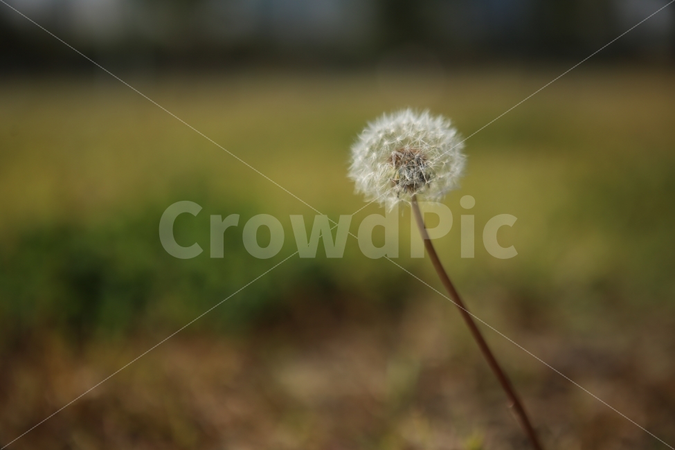 민들레,가을,야외,배경,초록,가을,계절,fall,autumn,season,식물,자연,plants,nature,plant,flower,꽃,blossom