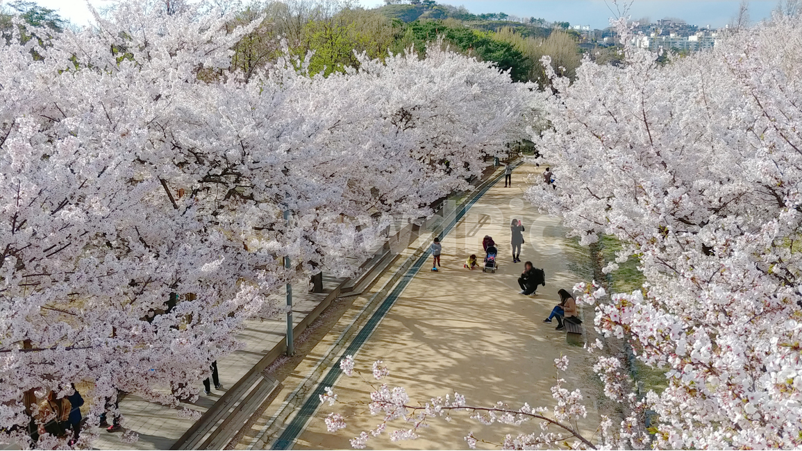 봄,서울숲,벚꽃,나들이,거리,꽃,spring,봄,계절,spring,season,자연,풍경,nature,landscape,plant,식물,blossom,flower,cherry blossom