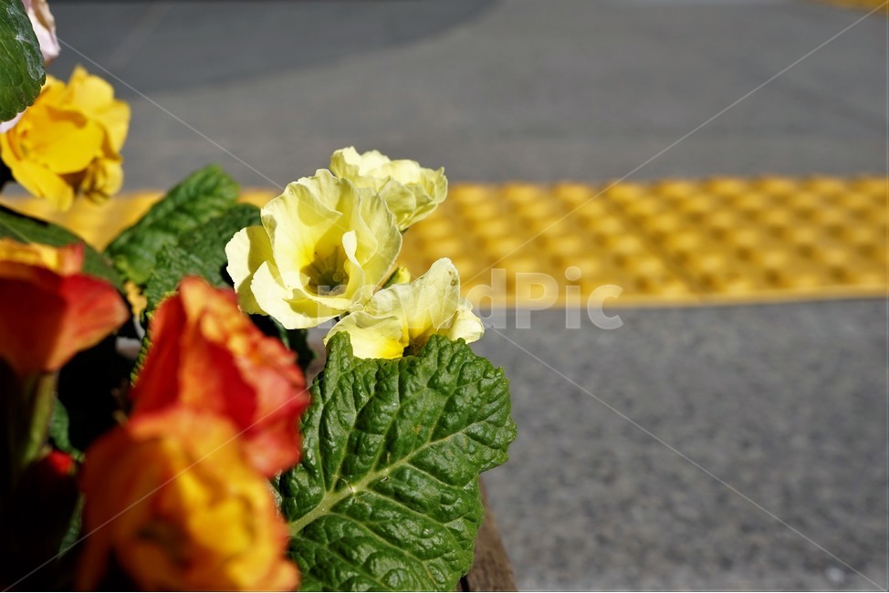 봄,정원,가드닝,원예,원예식물,화려,식물,꽃,garden,scent,healing,bloom,colorful,floral,flower,gardenflowers,happymind,life,nature,plant,spring