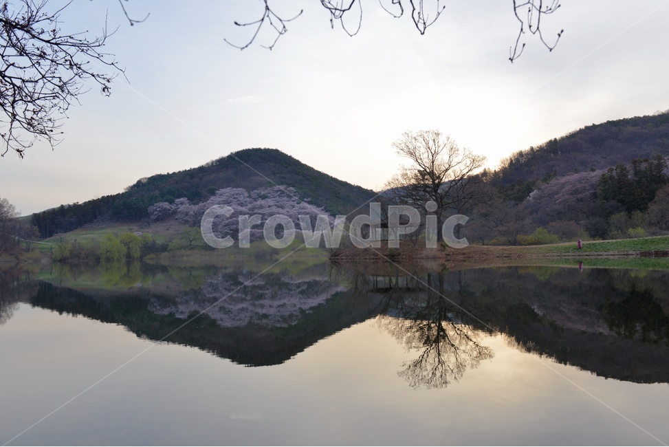 풍경,봄,자연,잔잔함,물가,아름다운,벚꽃,알록달록,봄,계절,spring,season,자연,풍경,nature,landscape,한국자연풍경,한국자연경관,korea nature landscape,outdoors,옥외,grassland,목초지,field,들,water,물