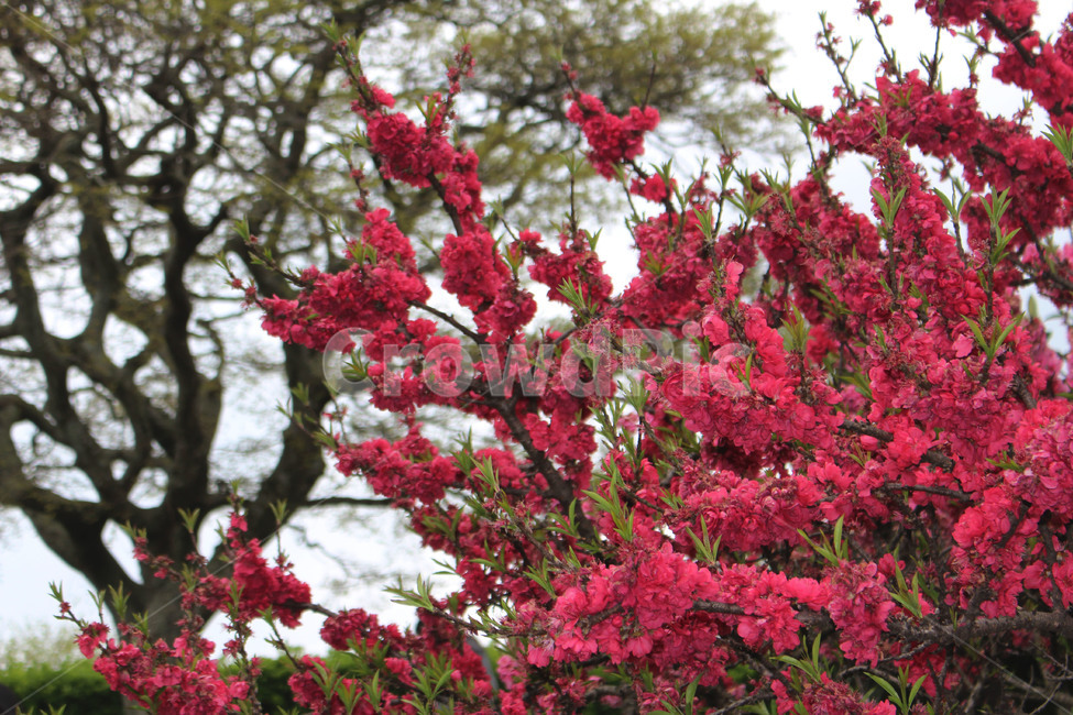봄,꽃,pink,flower,꽃나무,봄날,화려한,핑크색,아름다운