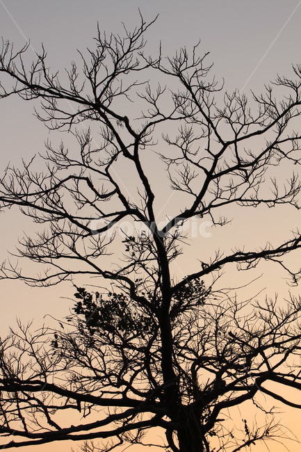 silhouette,실루엣,나무,tree,식물,plant