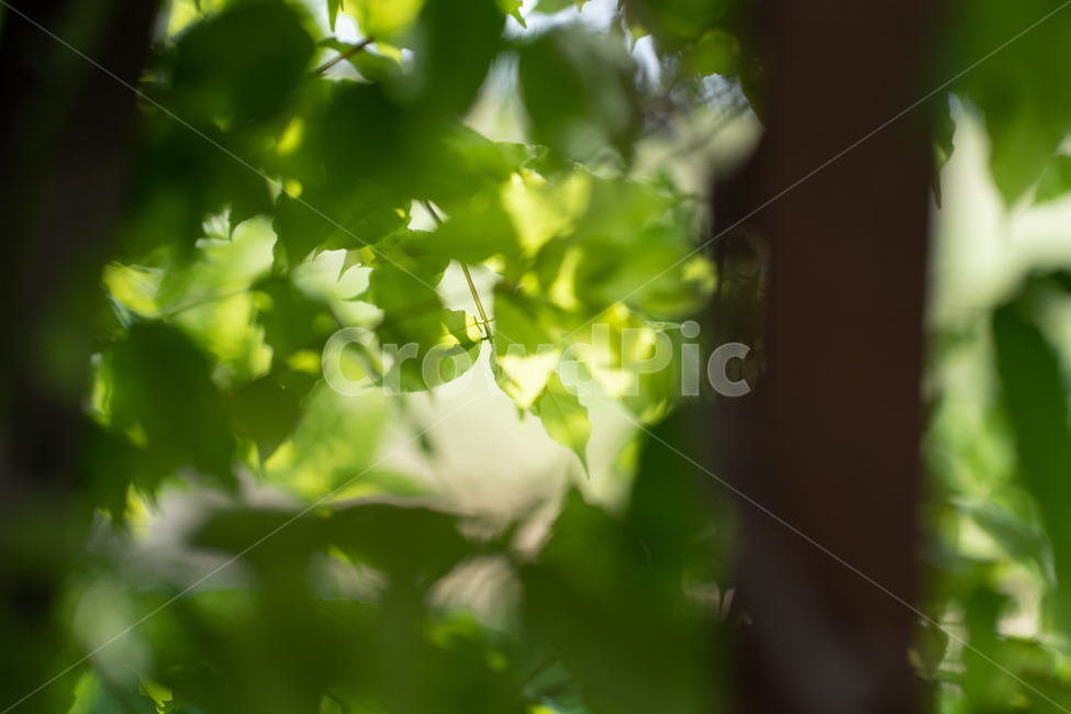 plant,식물,leaf,잎,나무,tree,식물,자연,plants,nature