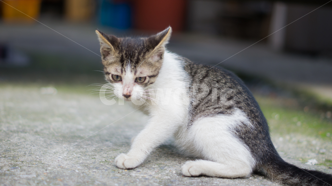 고양이,길고양이,고양이새끼,새끼고양이,포유류,동물,반려동물,애완동물,cat,pet,animal,mammal,kitten,kitty,동물,animal,포유류,mammal,고양이,cat,kitten,kitty