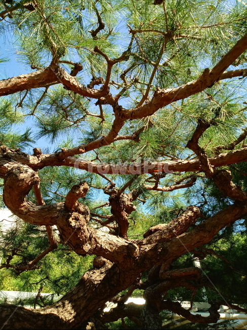 소나무,나무,식물,적송,tree,plant,나무줄기,상록교목,솔나무,송목,육송,송유송,여송,자송,청송,식물,자연,plants,nature,나무,trees,wood