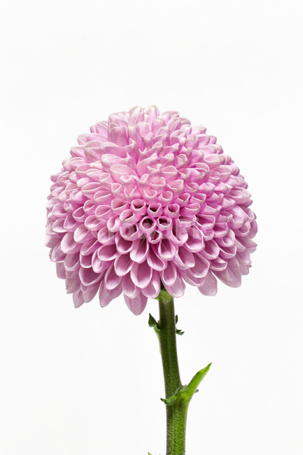꽃,식물,flower,blossom,plant,꽃,flower