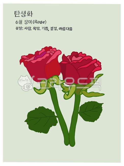 장미,rose,장미일러스트,6월탄생화,6월탄생화일러스트,꽃말사랑,꽃말욕망,꽃말기쁨,꽃말절정,꽃말아름다움,6월탄생화카드,꽃카드,탄생화,탄생화카드,꽃말,손글씨,손그림,꽃말카드,탄생화일러스트,꽃일러스트