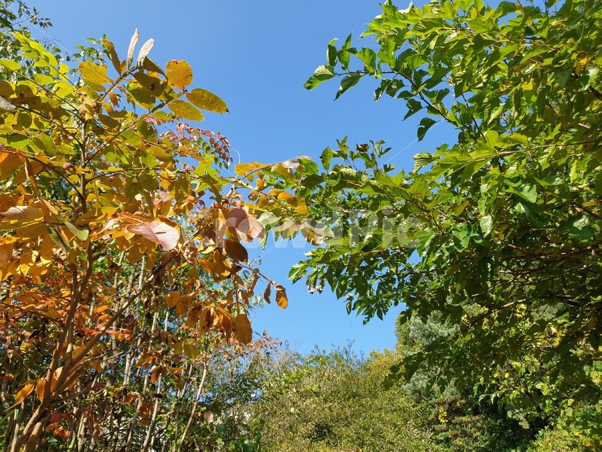숲,나무,자연,수풀,여름,초록,푸르른,푸른,tree,green,summer,forest,nature,autumn