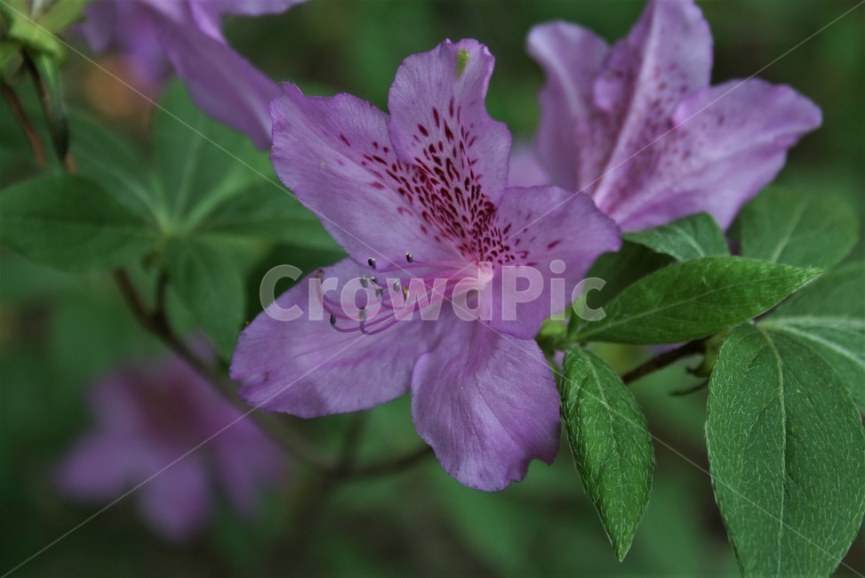 산철쭉,진달래과,산철죽,낙엽활엽관목,야생화,식물,자연,식물,자연,plants,nature,꽃,flower