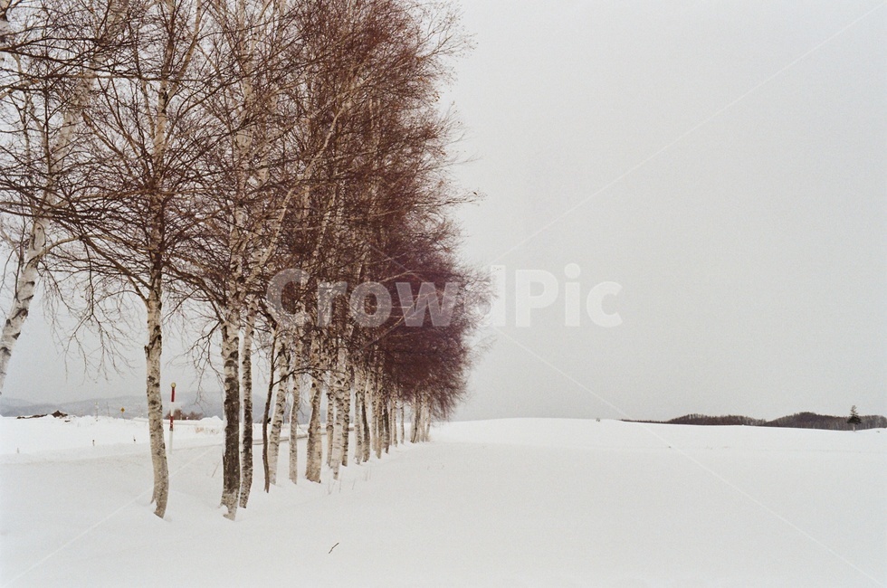 일본,비에이,겨울,나무,설경,japan,biei,winter,snow,tree,필름,필름사진,filmphoto,겨울,계절,winter,season
