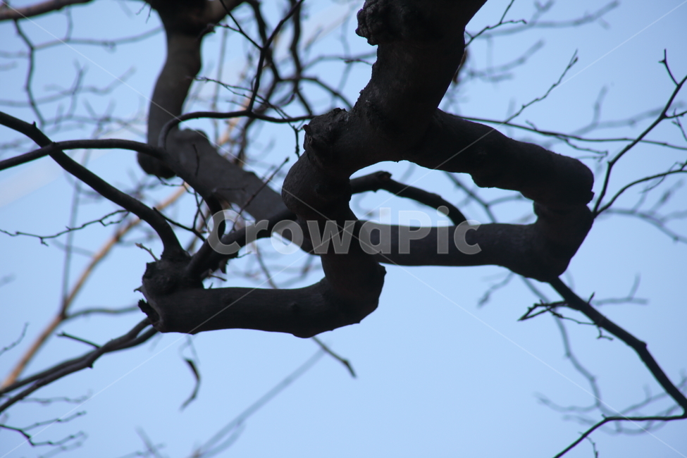 plant,식물,tree,나무,나뭇가지