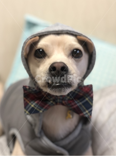 강아지,진돗개,믹스견,강아지옷,귀여움,강아지눈,아련함,동물,animal,포유류,mammal,개,강아지,dog,doggy
