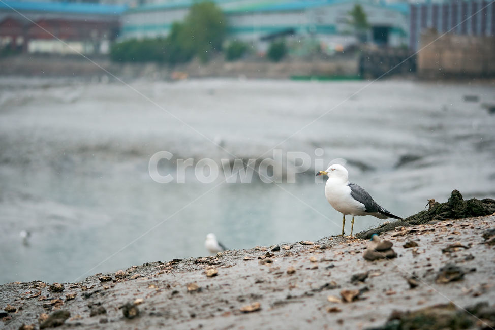 갈매기,바닷가,인천앞바다,조류,회색갈매기,동물,animal,조류,새,birds
