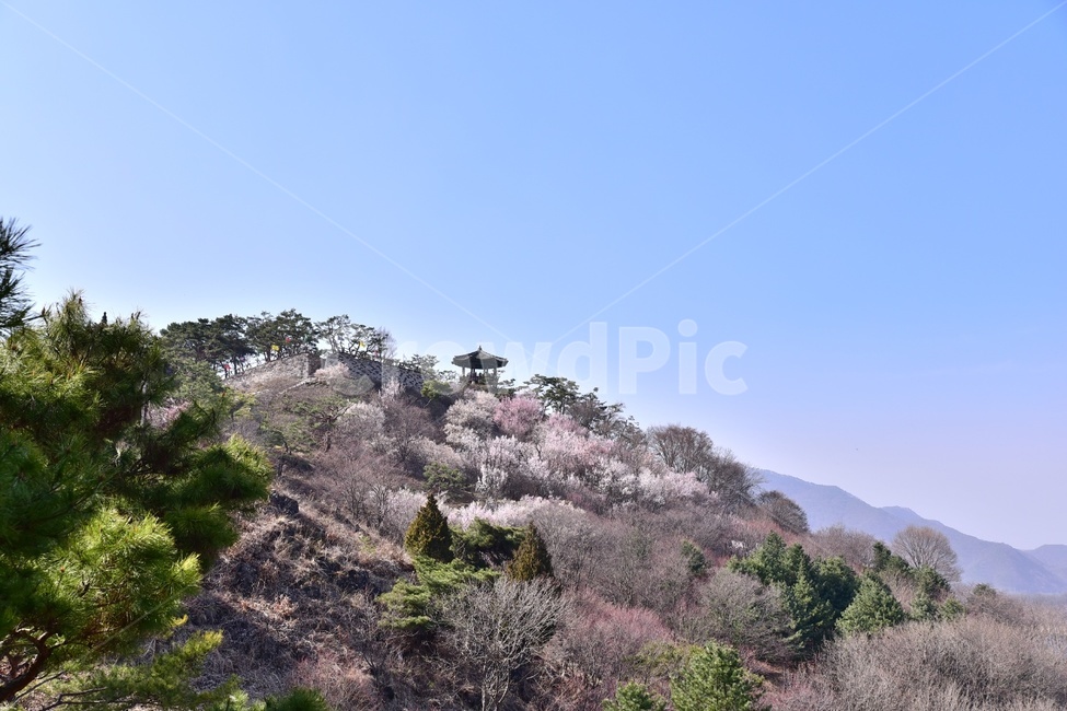 여름,벛꽃,시원함,깨끗함,나들이,자연,풍경,nature,landscape,plant,식물