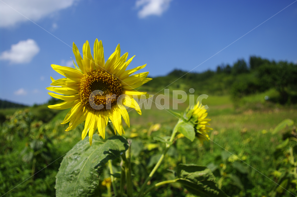 해바라기,꽃,여름,식물,flower,plant,자연,sunflower,식물,자연,plants,nature,꽃,flower
