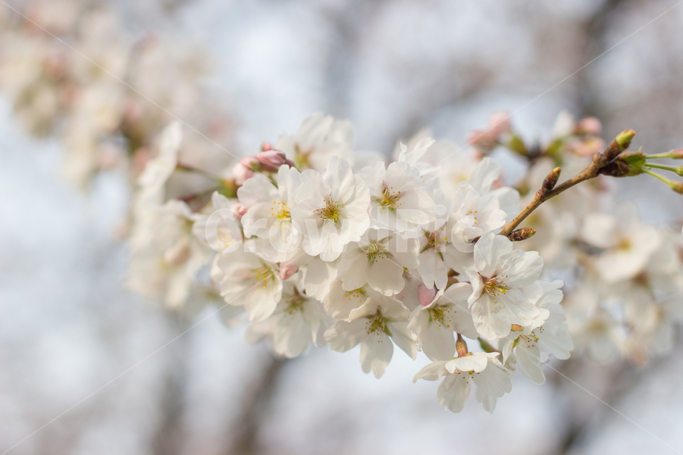 벚꽃,봄,꽃,봄꽃,꽃송이,봄,계절,spring,season,plant,식물,blossom,flower,cherry blossom