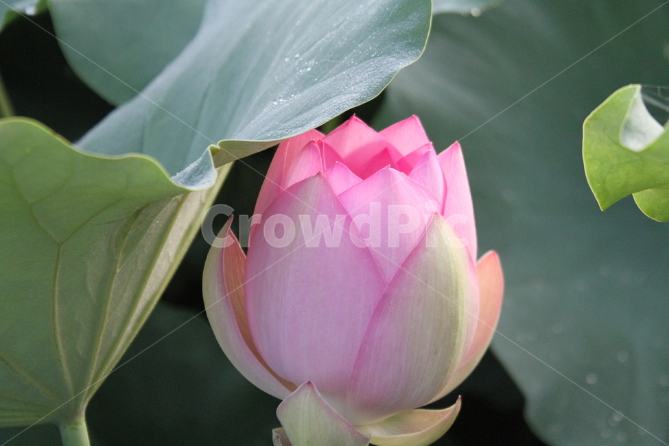 연꽃,꽃,식물,홍연,lotus,식물,자연,plants,nature,꽃,flower