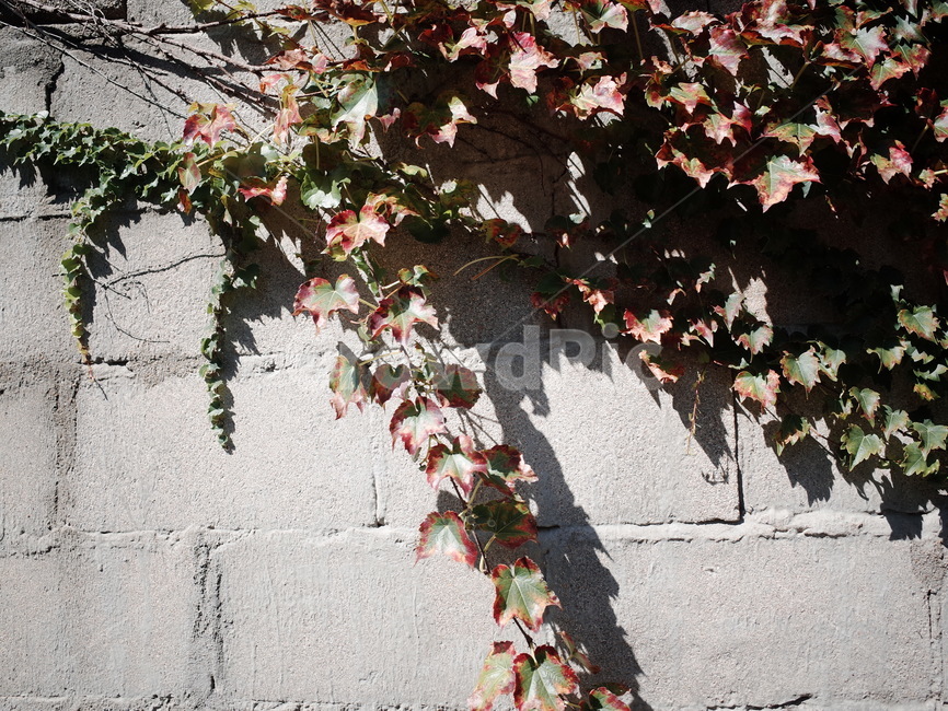 자연,leaf,잎,식물,plant,담쟁이덩쿨,벽,wall,담쟁이,식물,자연,plants,nature