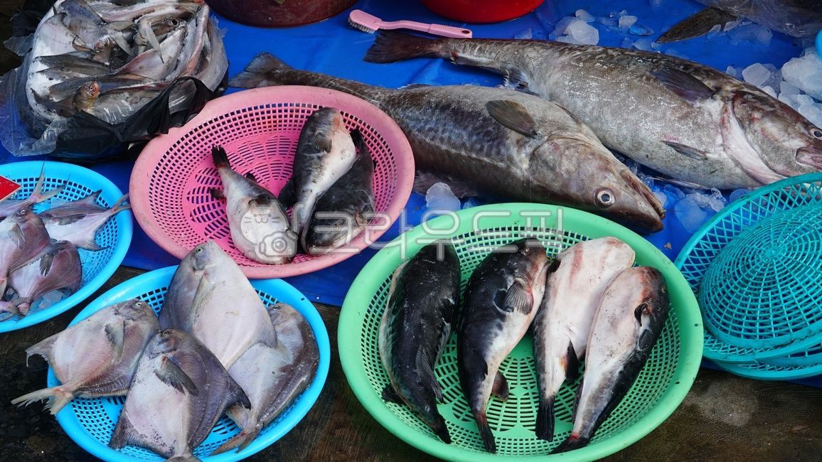 해산물,생선,바다생선,바다물고기,해물,복어