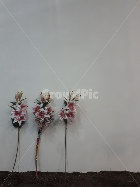 꽃,드라이플라워,예쁜꽃,분홍꽃,봄꽃,꾳배경