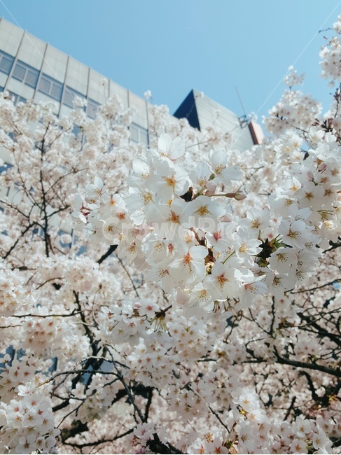벚꽃,벚꽃나무,봄,봄꽃,벚꽃하늘,꽃,꽃나무,나무,분홍