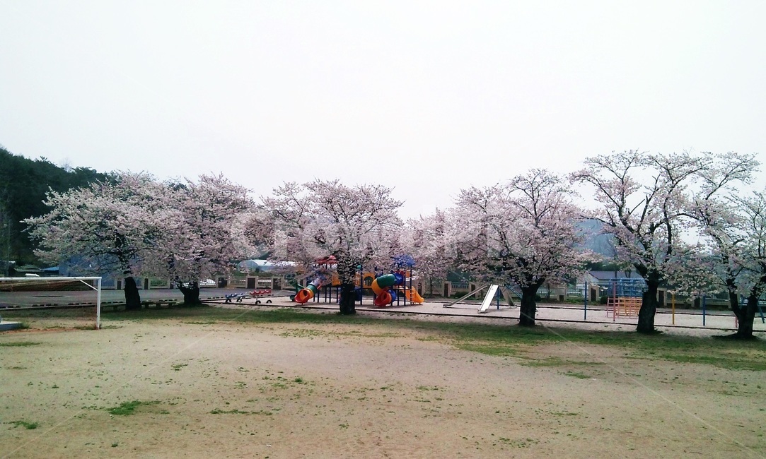 학교,운동장,초등학교,벚꽃,놀이터,봄,봄풍경,연분홍,벚나무,어린이놀이터,미끄럼틀,그네,개화,봄꽃,꽃비,자연,꽃길,야외,풍경,휴식,감성,주말,벚꽃나무,벚꽃길,나무,배경,한국의봄,마을,시골학교,맑은하늘,분위기,감상,가족나들이,사진,추억,봄나들이,화사함,어린이,소풍,활기참