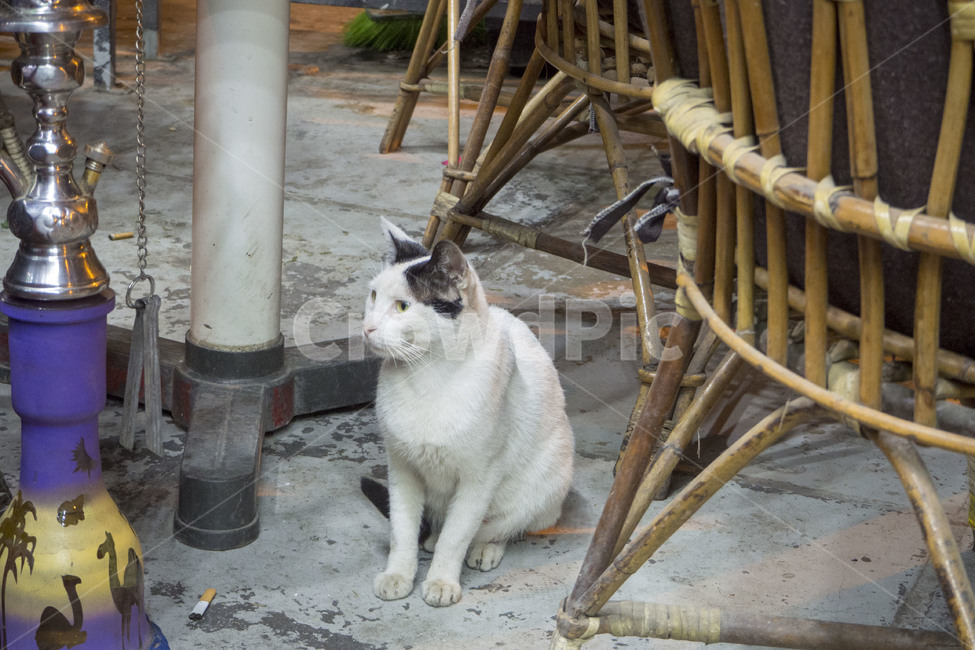 이집트,egypt,카이로,cairo,물담배,이집트카페,길고양이,흰고양이,sisha,동물,animal,포유류,mammal,고양이,cat,kitten,kitty