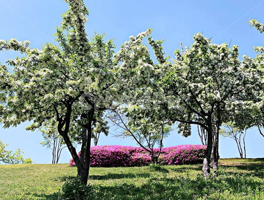 꽃,봄꽃,봄,공원,자연,배경,봄,계절,spring,season,plant,식물,tree,나무