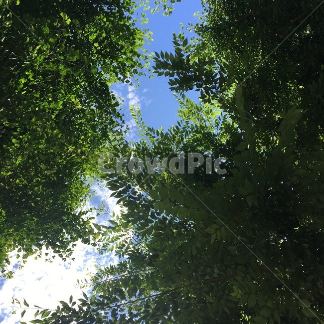 나무,잎,하늘,자연,나뭇잎,자연,풍경,nature,landscape,tree,plant,식물