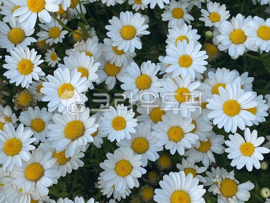 데이지,식물,꽃,꽃밭,배경,하얀꽃,흰색,초록색,daisy,plant,flower