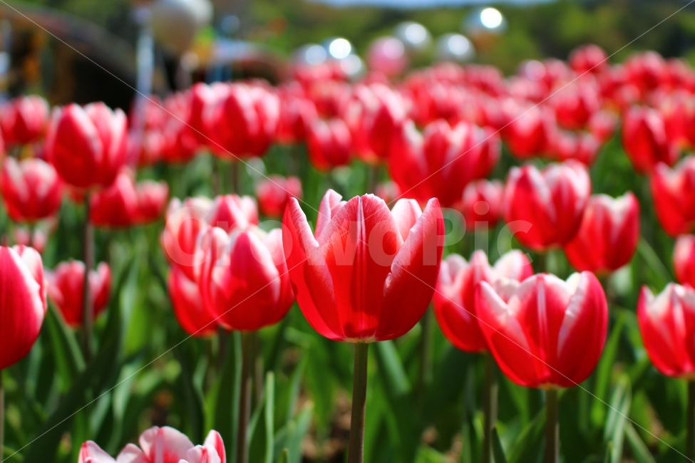 축제,꽃,튤립축제,튤립,공원,자연,봄,식물,자연,plants,nature,봄,계절,spring,season,꽃,flower,plant,blossom